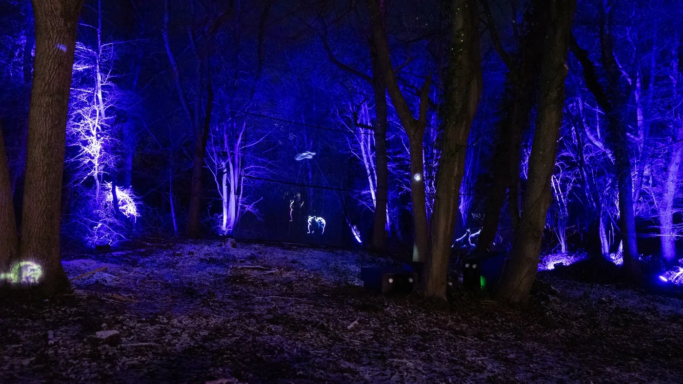 Blue-lit woodland